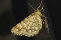 Chiasmia clathrata