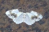 Ligdia adustata