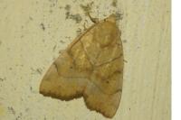 Cosmia trapezina
