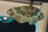 Epirrhoe alternata