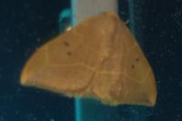 Watsonalla binaria