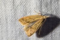 Acompsia schmidtiellus