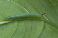 Deilephila elpenor