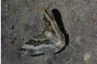Epirrhoe alternata