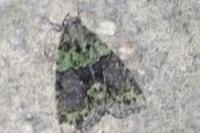 Cryphia algae