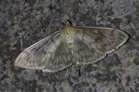 Patania ruralis