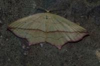 Timandra comae