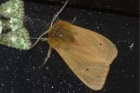 Phragmatobia fuliginosa