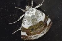 Acontia lucida