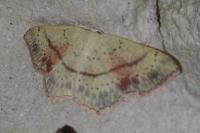 Cyclophora punctaria