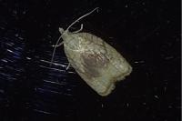 Acleris forsskaleana