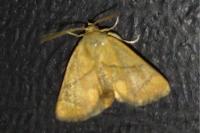Apoda limacodes