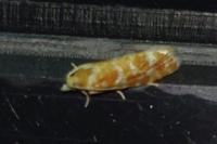 Rhyacionia pinicolana