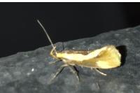 Harpella forficella
