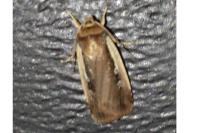 Ochropleura plecta