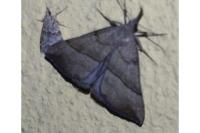Hypena proboscidalis