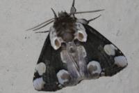 Thyatira batis
