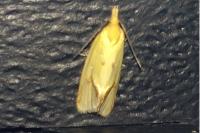 Agapeta hamana