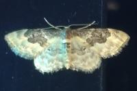 Idaea rusticata