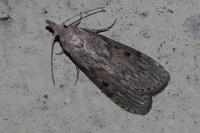 Aphomia sociella