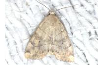 Cosmia trapezina