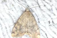 Cosmia trapezina