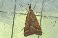 Synaphe punctalis