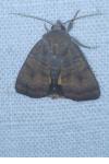Noctua interjecta
