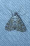 Elophila nymphaeata