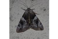 Catocala fulminea