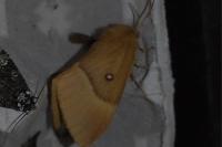 Lasiocampa quercus quercus