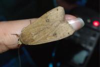 Noctua pronuba