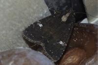 Mesapamea secalis