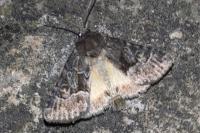 Thalpophila matura