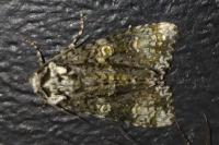 Craniophora ligustri