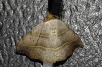 Laspeyria flexula