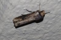 Axylia putris