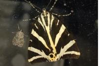 Euplagia quadripunctaria
