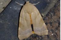 Noctua fimbriata