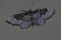 Idaea rusticata