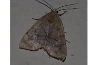 Cosmia trapezina