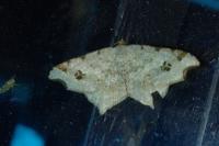 Macaria notata