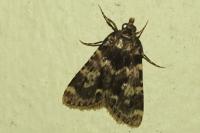 Aglossa caprealis