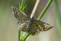 Scopula immorata