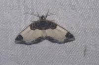 Mesoleuca albicillata