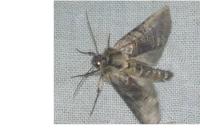 Abrostola tripartita