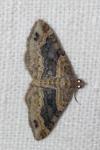 Xanthorhoe ferrugata