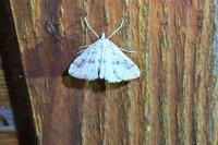 Parapoynx stratiotata