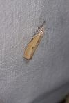 Agriphila inquinatella