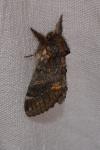 Notodonta dromedarius
